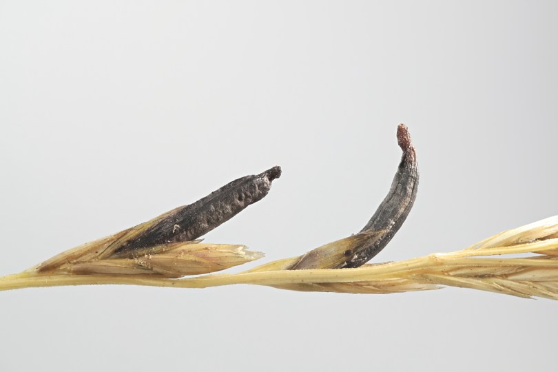 ergot fungus