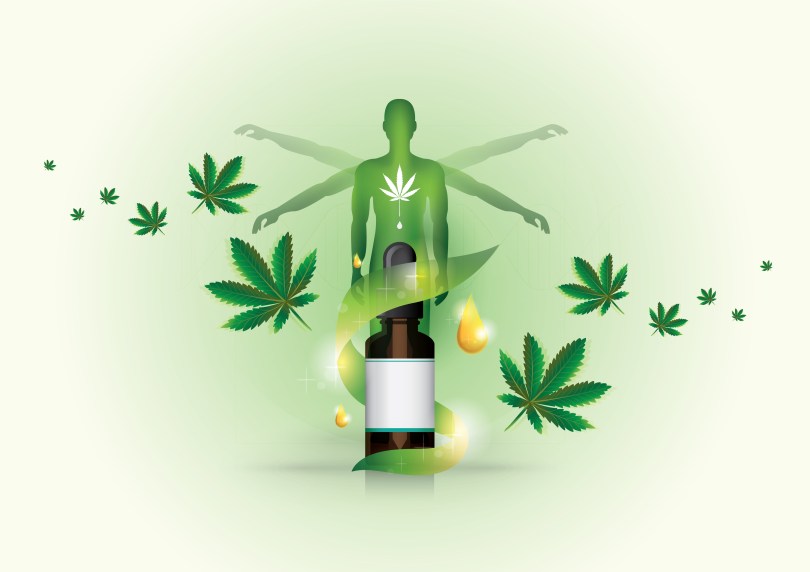 cannabis receptors